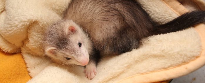 ホームズ 一人暮らしでフェレットは飼いやすい 飼育する際の注意点を紹介 住まいのお役立ち情報