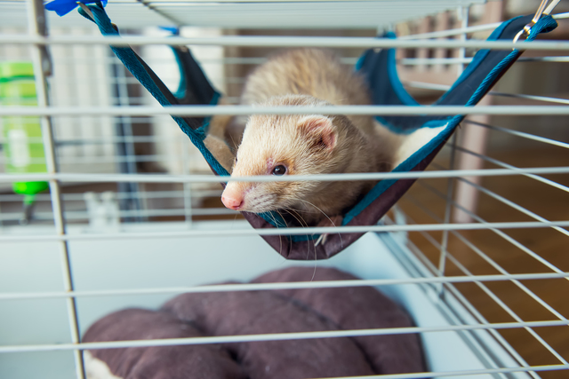 ホームズ 一人暮らしでフェレットは飼いやすい 飼育する際の注意点を紹介 住まいのお役立ち情報