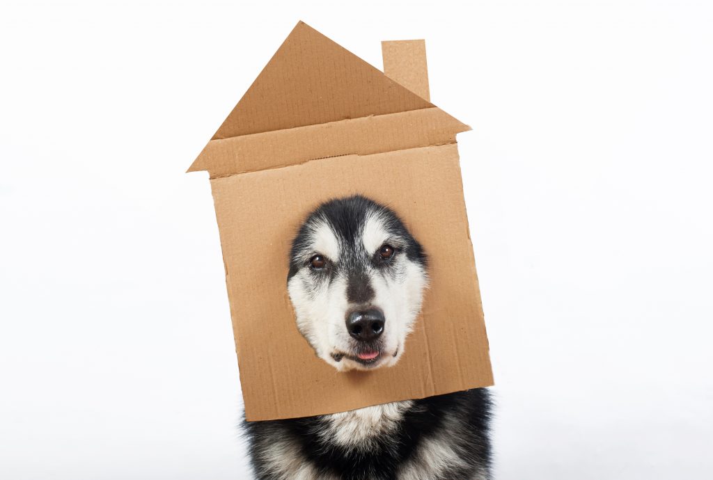 ホームズ 部屋の中で犬を飼うには 部屋づくりのポイントと注意点を解説 住まいのお役立ち情報