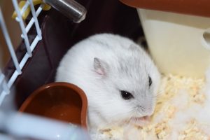 ホームズ】一人暮らしでも飼いやすい？ ハムスターを飼うときの