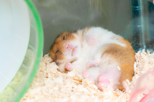 ホームズ】一人暮らしでも飼いやすい? ハムスターを飼うときの ホームズ】一人暮らしでも飼いやすい? ハムスターを飼うときの