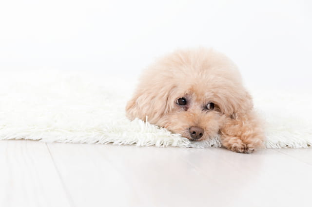 ホームズ ペット可マンションで犬を飼う際に注意すべきこと 住まいのお役立ち情報
