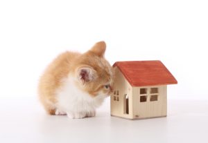 アパート暮らしに最適な猫の品種ベスト10
