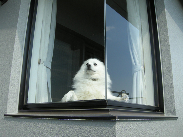 ホームズ 中型犬okの ペット可 物件はどうやって探す 愛犬と暮らす際の注意点も解説 住まいのお役立ち情報