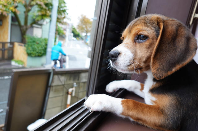 ホームズ 中型犬okの ペット可 物件はどうやって探す 愛犬と暮らす際の注意点も解説 住まいのお役立ち情報