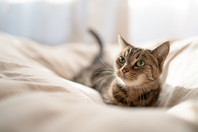 ホームズ 一人暮らしで猫を飼う前に知っておきたい 心構えから費用 必要なグッズまで紹介 住まいのお役立ち情報