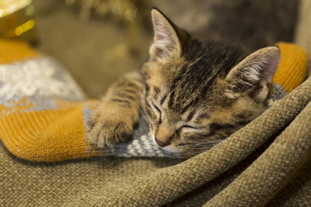 ホームズ 一人暮らしで猫を飼う前に知っておきたい 心構えから費用 必要なグッズまで紹介 住まいのお役立ち情報