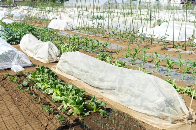 ホームズ】畑付き賃貸物件とは？ 家賃相場や探し方、住む際の注意点まで解説 | 住まいのお役立ち情報