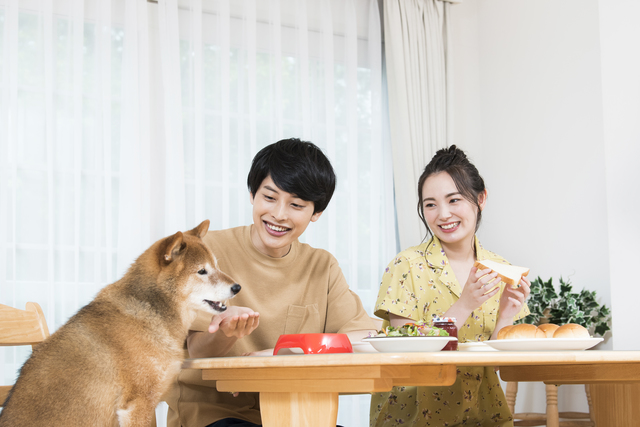 ホームズ 犬と暮らす注文住宅を建てたい どんなことに気をつければいい 住まいのお役立ち情報