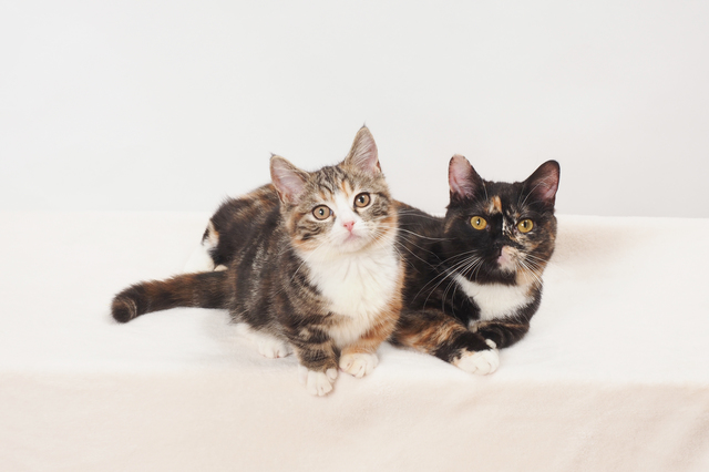 ホームズ ワンルームで猫2匹は飼育できる 賃貸で多頭飼いする際の注意点と部屋探しのコツ 住まいのお役立ち情報 ホームズ ワンルームで猫2匹は飼育できる 賃貸で多頭飼いする際の注意点と部屋探しのコツ 住まいのお役立ち情報