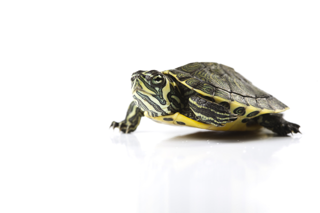 ホームズ 一人暮らしで亀を飼うリスクと物件の選び方 30年飼っている人に聞いた世話の大変さとは 住まいのお役立ち情報