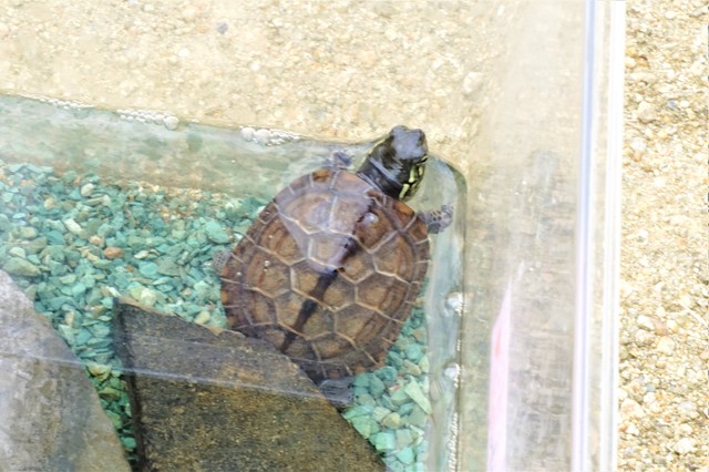 ホームズ 一人暮らしで亀を飼うリスクと物件の選び方 30年飼っている人に聞いた世話の大変さとは 住まいのお役立ち情報