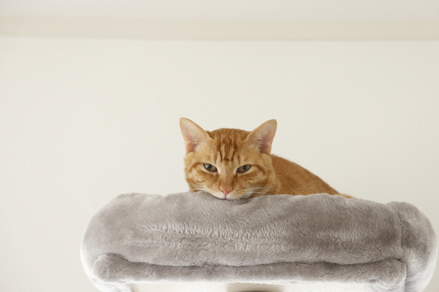 ホームズ 猫不可の賃貸物件があるのはなぜ ペットを飼える範囲と対処法 住まいのお役立ち情報
