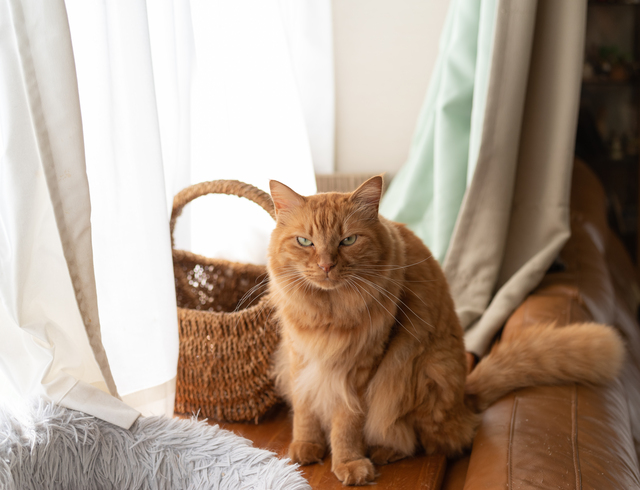 ホームズ 新築で猫と快適に暮らすには キズ 汚れ防止と安全性に配慮した家づくりのコツ 住まいのお役立ち情報