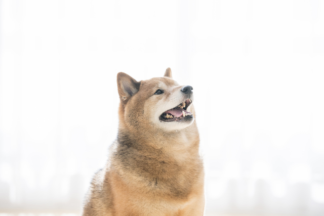 ホームズ マンションで犬を飼うときの適切なトイレの設置場所とは 住まいのお役立ち情報