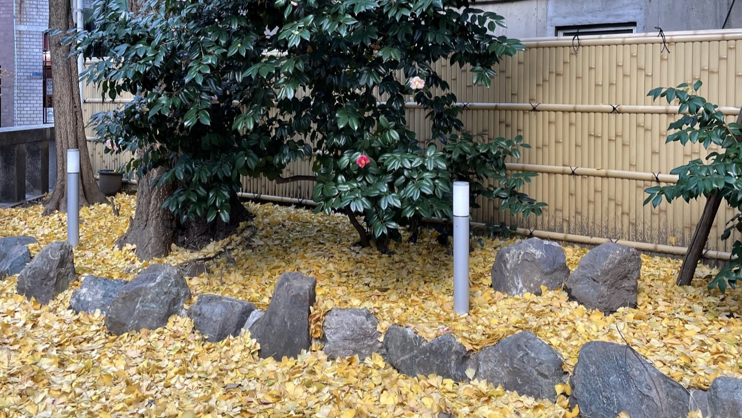 銀杏の葉で埋め尽くされた銀杏岡八幡神社の境内