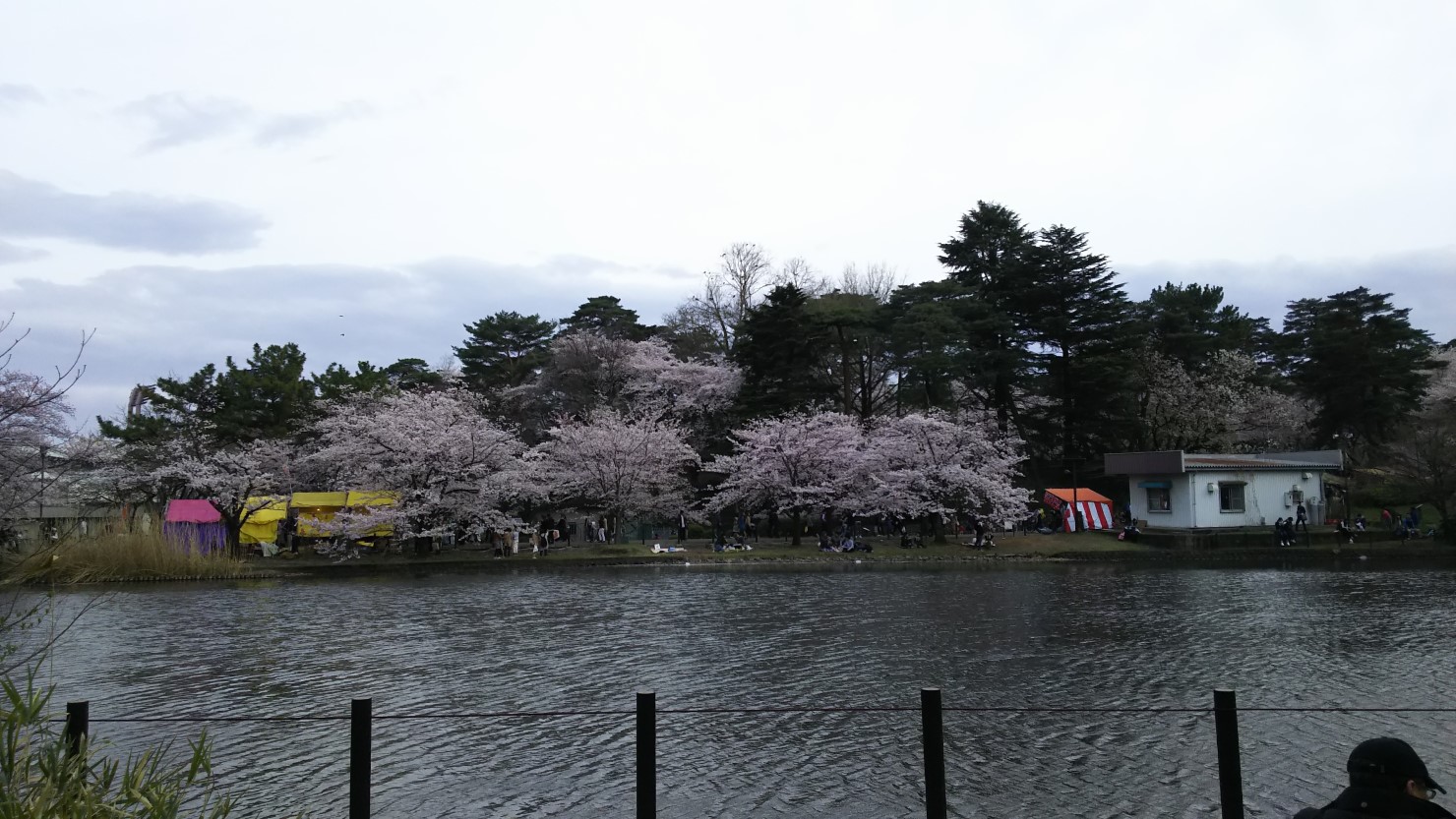 大宮公園桜