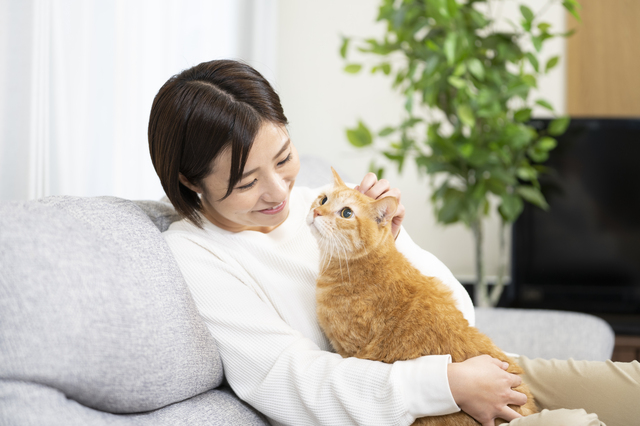 ホームズ 猫を飼える賃貸はなぜ少ない 猫可の部屋探しのコツと注意点 住まいのお役立ち情報