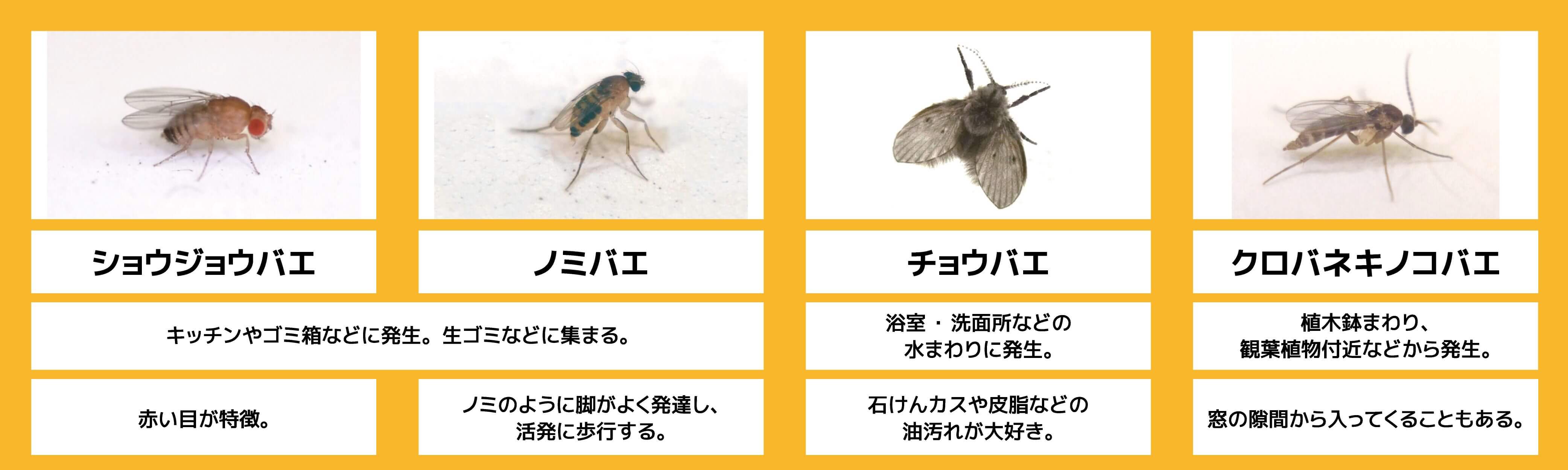 ホームズ 蚊 ユスリカ コバエにお悩みの方 必見 一人暮らし向けの虫対策 住まいのお役立ち情報