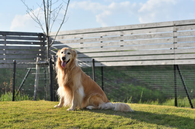ホームズ 一人暮らしのマンションで大型犬を飼う場合どれくらいの広さが必要 住まいのお役立ち情報