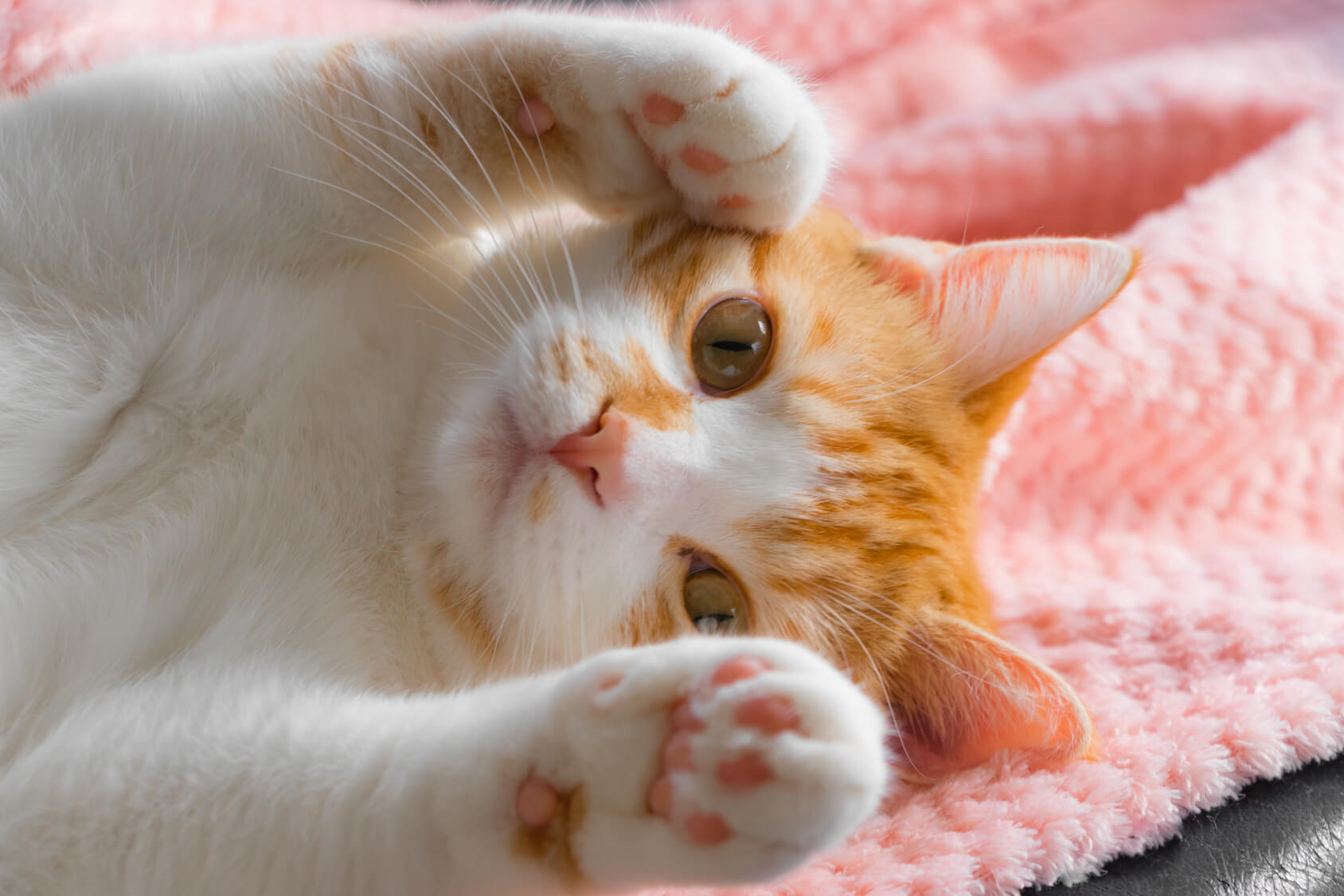 ホームズ 賃貸で猫を飼いたい ペットと暮らせる部屋の探し方 住まいのお役立ち情報