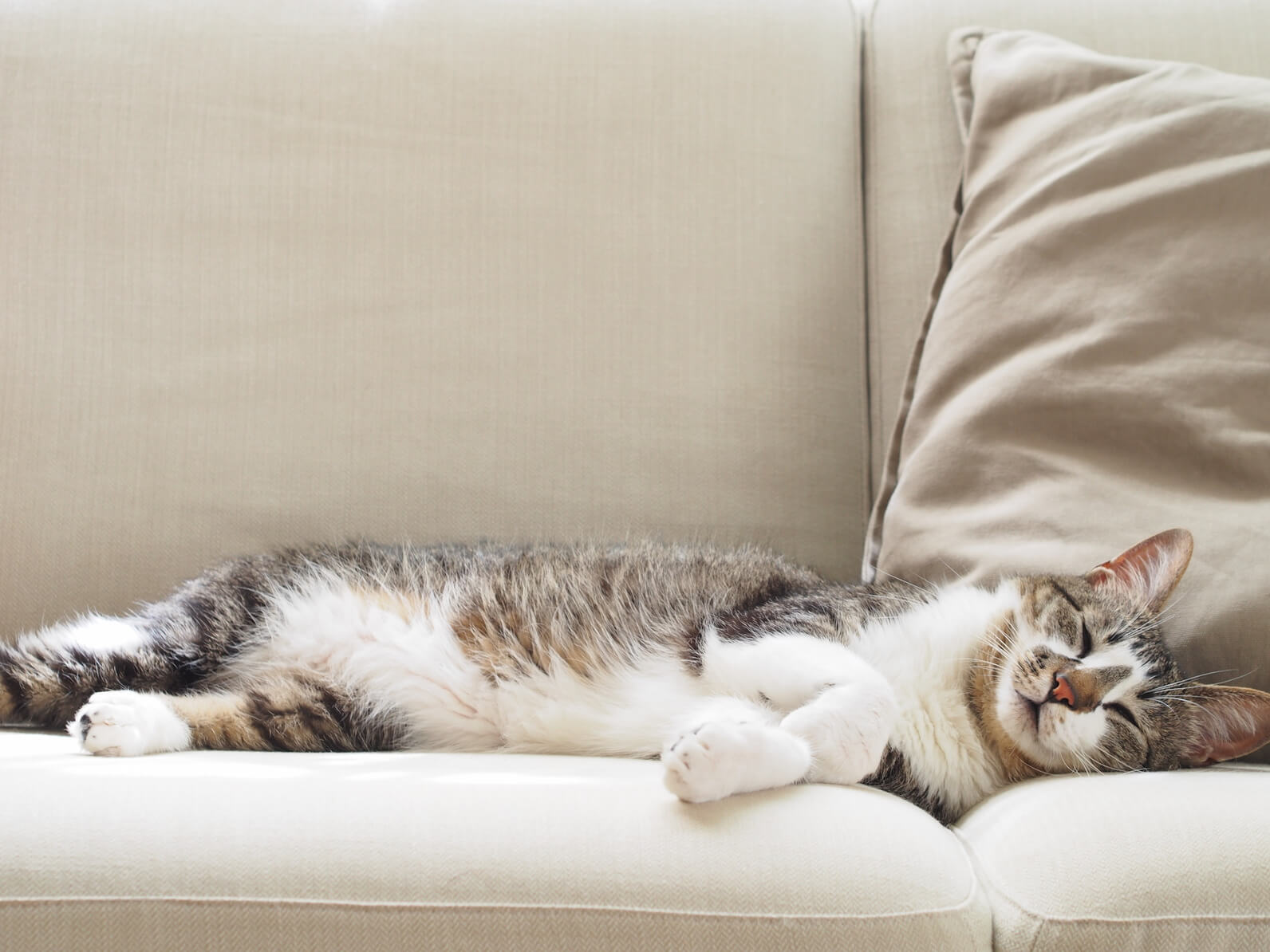 ホームズ ワンルームで猫と生活したい 物件の選び方とおすすめの便利グッズ 住まいのお役立ち情報