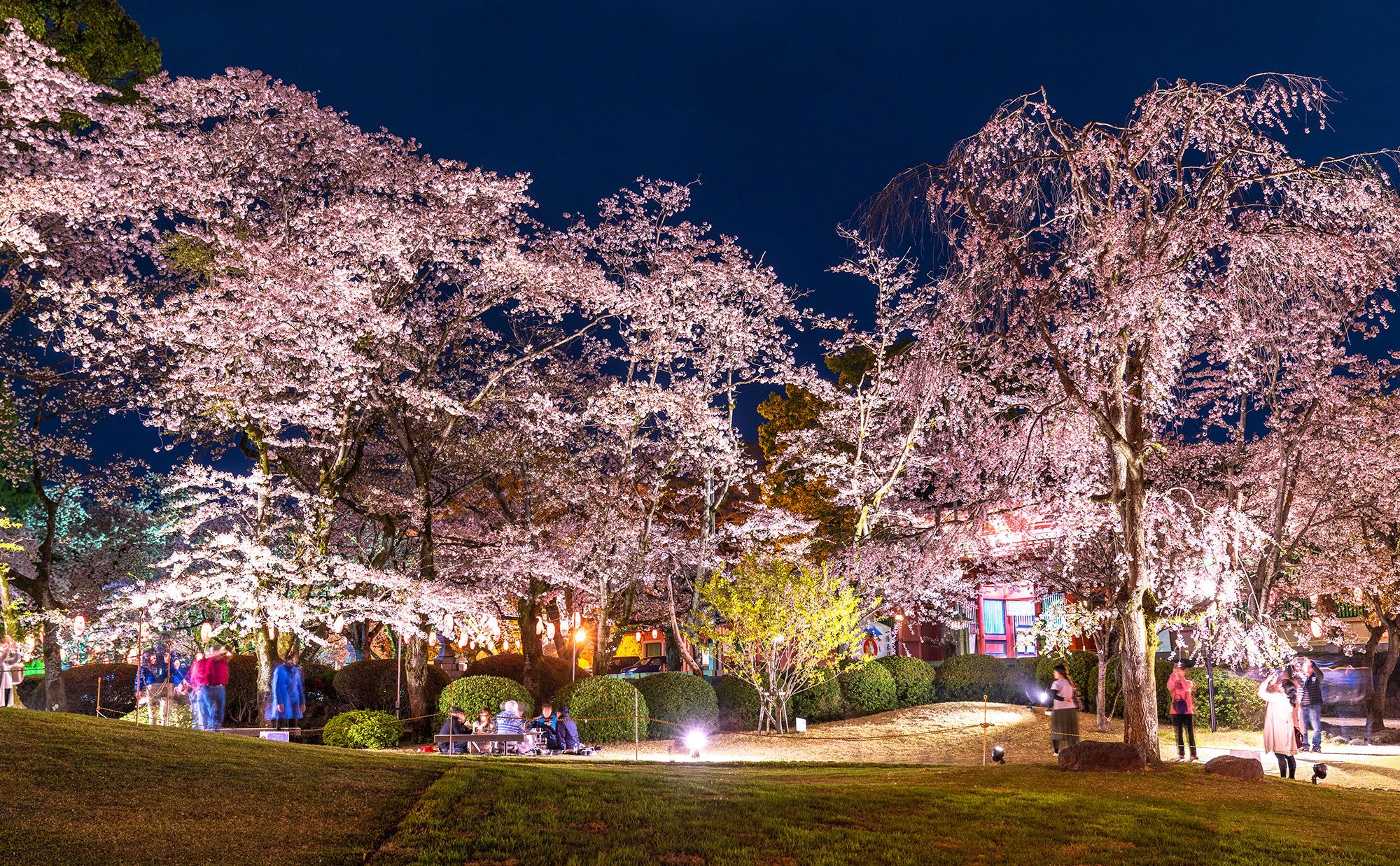 ホームズ 大スキな花見の季節がやって来た 桜マニアが語る 花見を楽しむ暮らし 暮らし方から物件探し