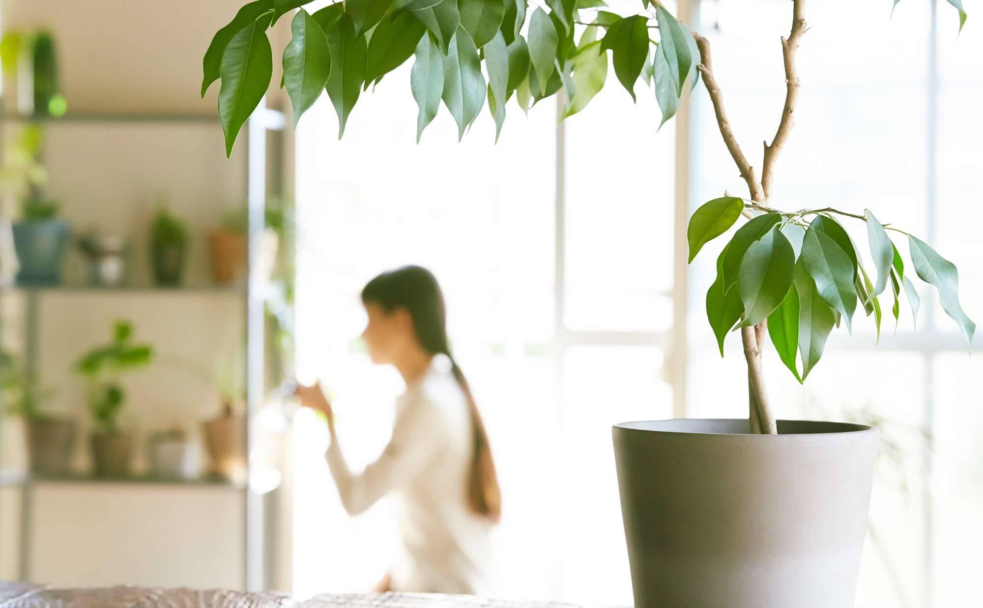 ホームズ カントリー調のインテリアに観葉植物を添えて 緑に癒やされる暮らし 暮らし方から物件探し