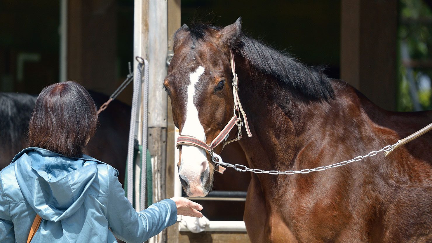 ホームズ 乗馬ライフをはじめよう あこがれの趣味を気軽に楽しむスタイル 暮らし方から物件探し ホームズ 乗馬ライフをはじめよう あこがれの趣味を気軽に楽しむスタイル 暮らし方から物件探し