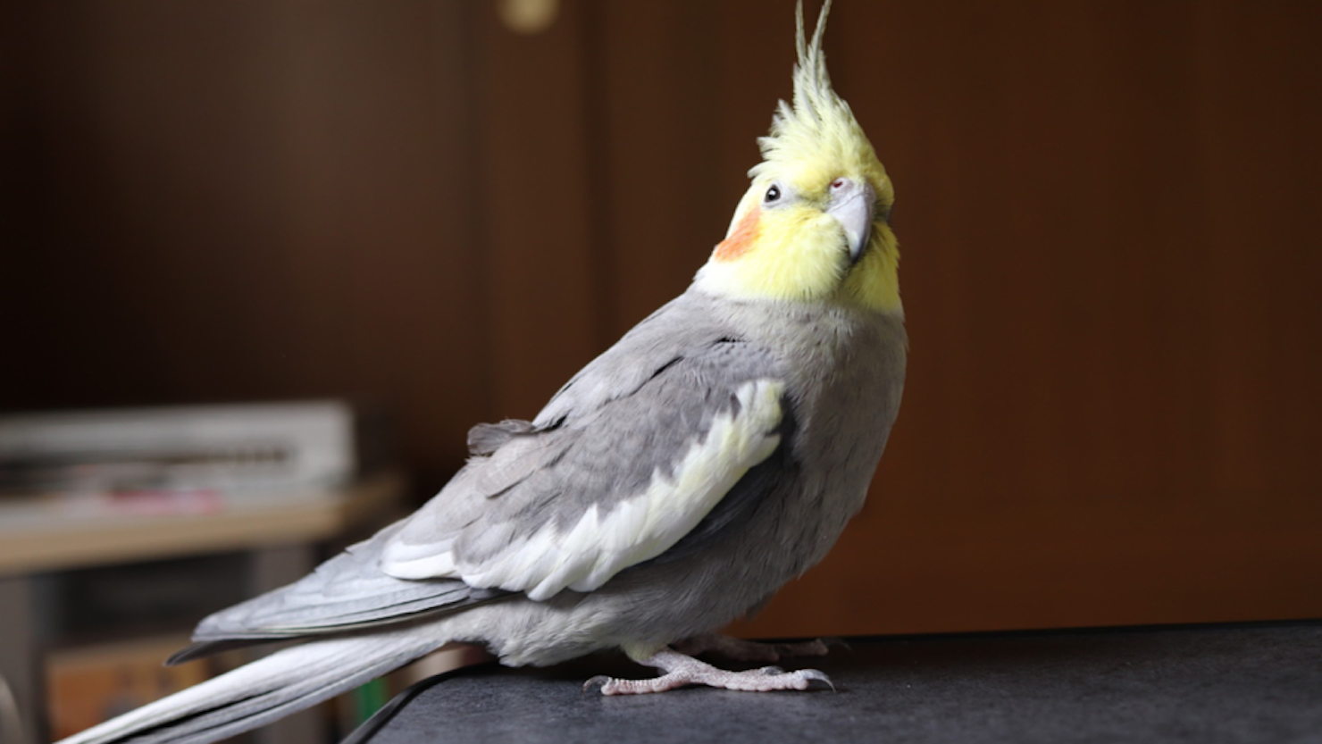 ホームズ オカメインコは甘えん坊 人懐っこさに癒やされる魅力と飼い方 暮らし方から物件探し