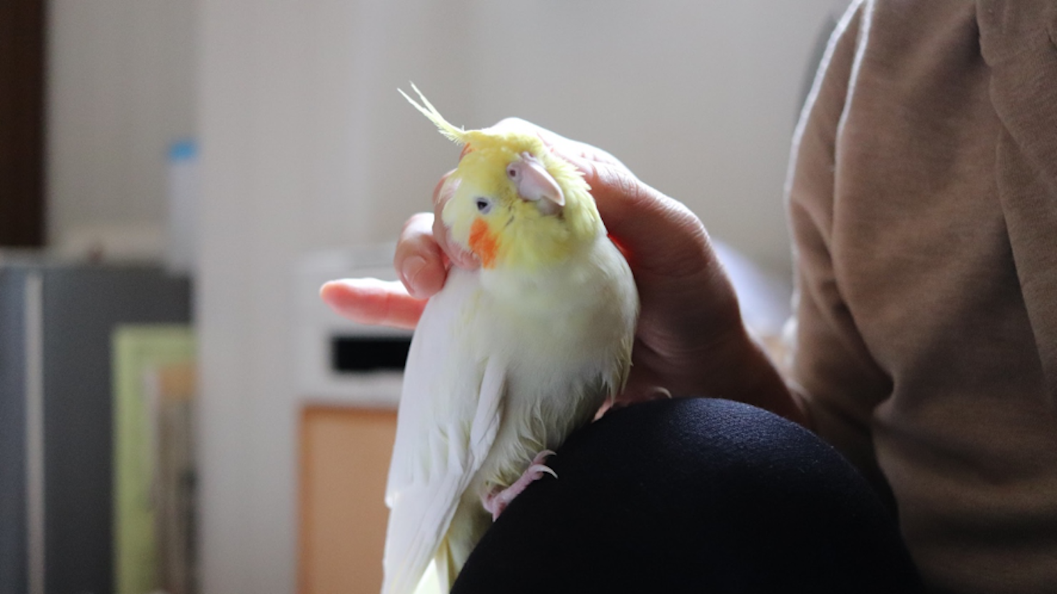 ホームズ オカメインコは甘えん坊 飼う前に知っておきたい性格や寿命 飼育方法 暮らし方から物件探し