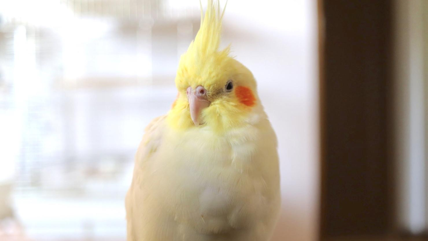 性格 オカメインコ