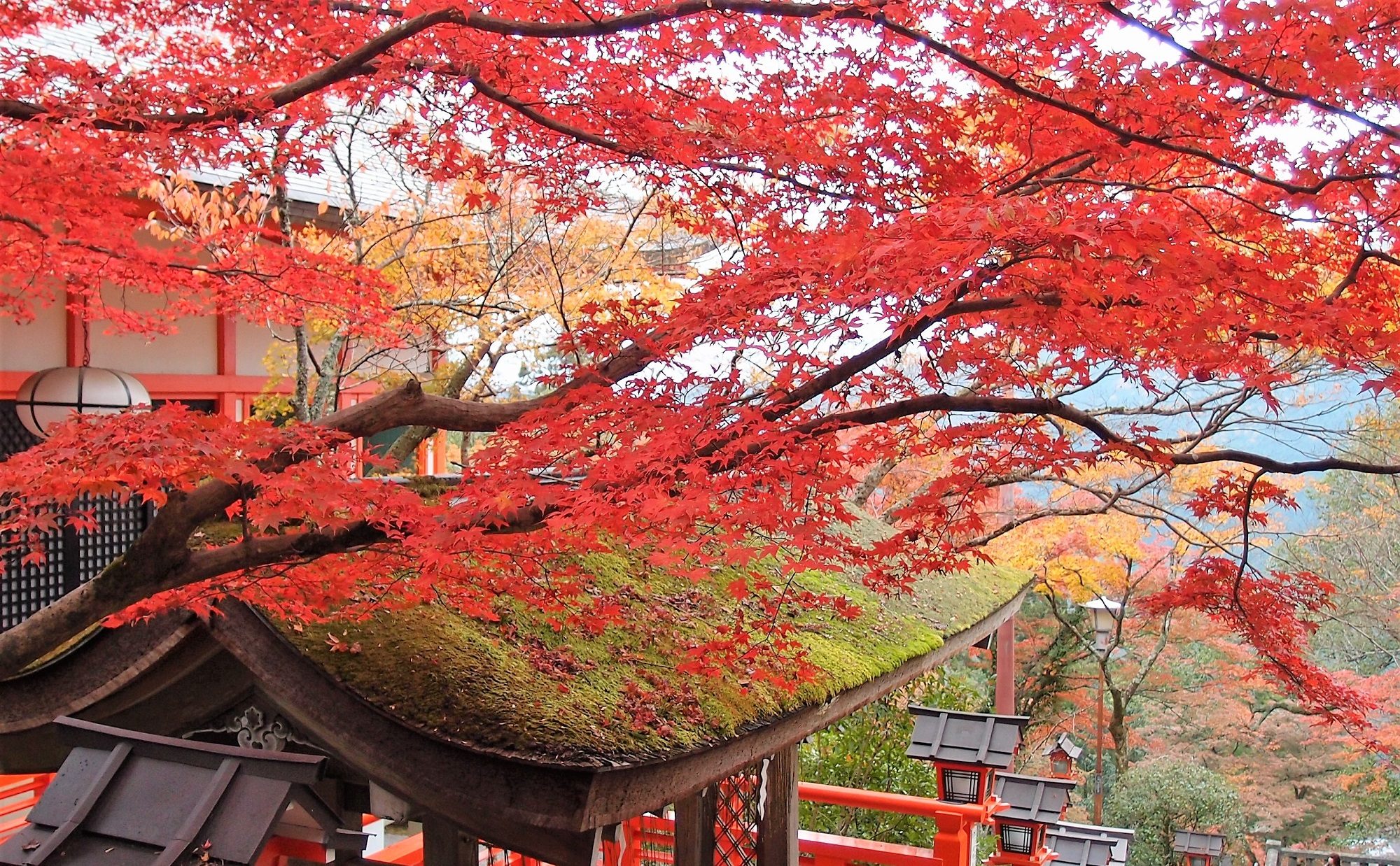 ホームズ 京都の紅葉を独り占め 朝の京さんぽを楽しむ暮らし 暮らし方から物件探し ホームズ 京都の紅葉を独り占め 朝の京さんぽを楽しむ暮らし 暮らし方から物件探し