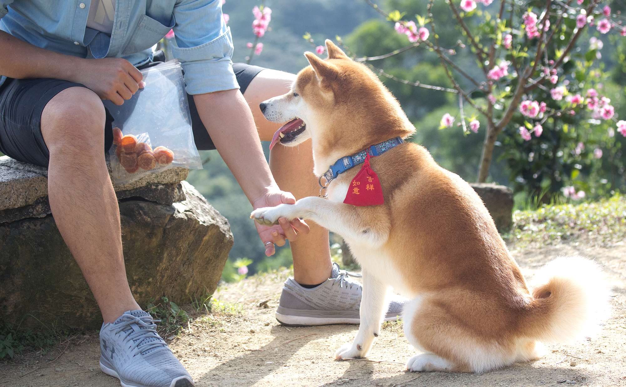 ホームズ 賃貸物件で愛犬と暮らす わんちゃんが過ごしやすい住まいとは 暮らし方から物件探し