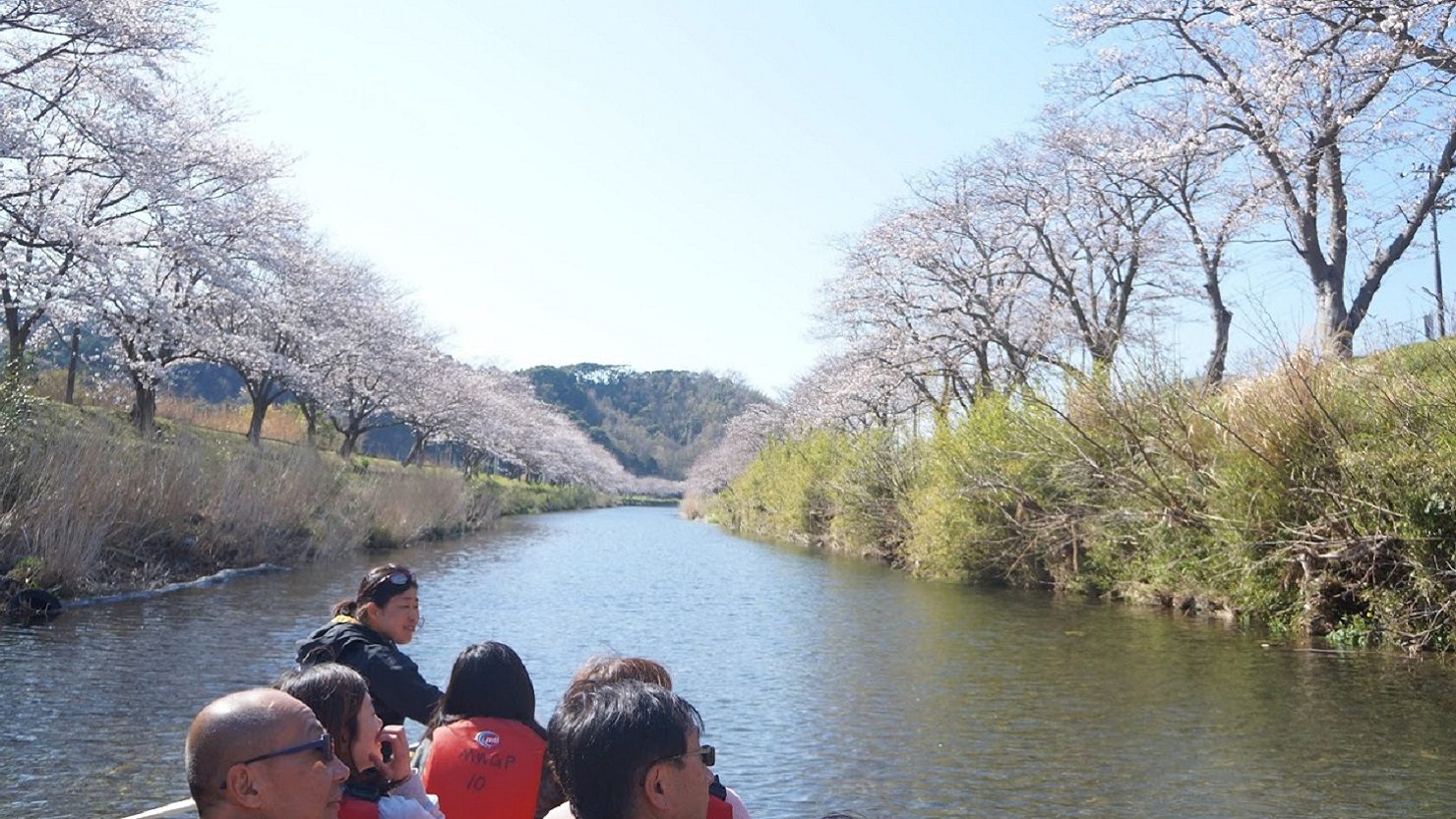 春にはゆったり花見舟体験をしたり