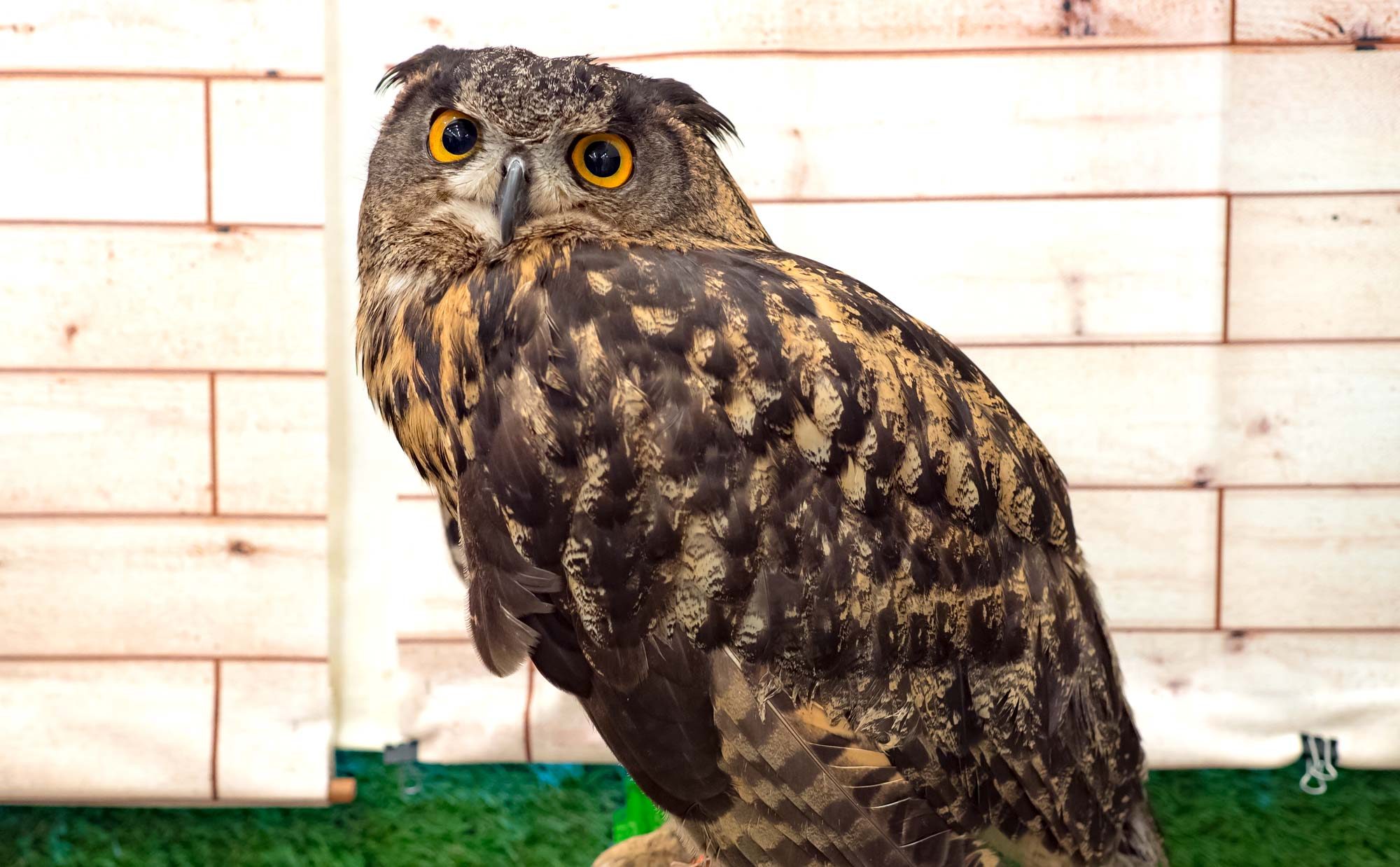 フクロウをペットとして飼うには 餌 寿命 費用 飼育方法 魅力をご紹介 暮らし方から物件探し