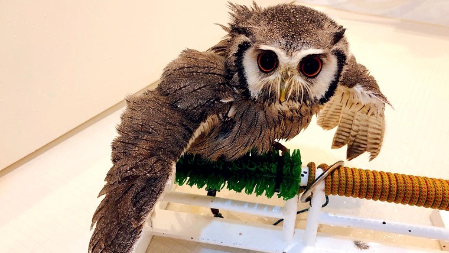 ホームズ フクロウをペットとして飼うには 餌 寿命 費用 飼育方法 魅力をご紹介 暮らし方から物件探し ホームズ フクロウをペットとして飼うには 餌 寿命 費用 飼育方法 魅力をご紹介 暮らし方から物件探し