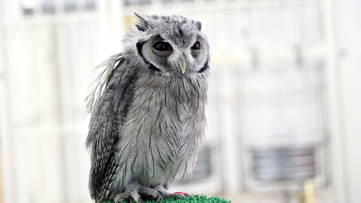 ホームズ フクロウをペットとして飼うには 餌 寿命 費用 飼育方法 魅力をご紹介 暮らし方から物件探し