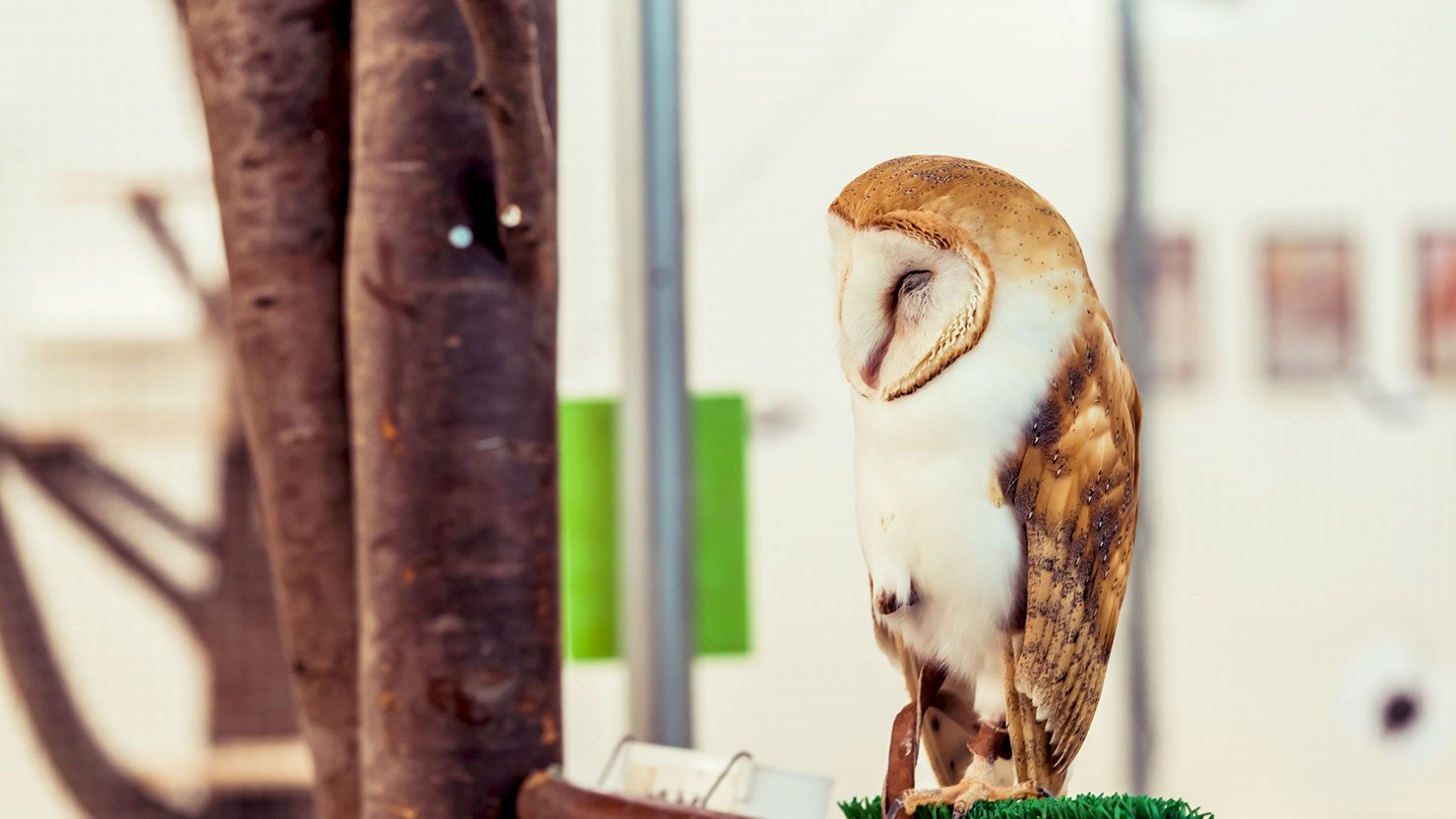 ホームズ フクロウがリビングにいる暮らし 性格や鳴き声 寿命は 魅力と飼い方 暮らし方から物件探し