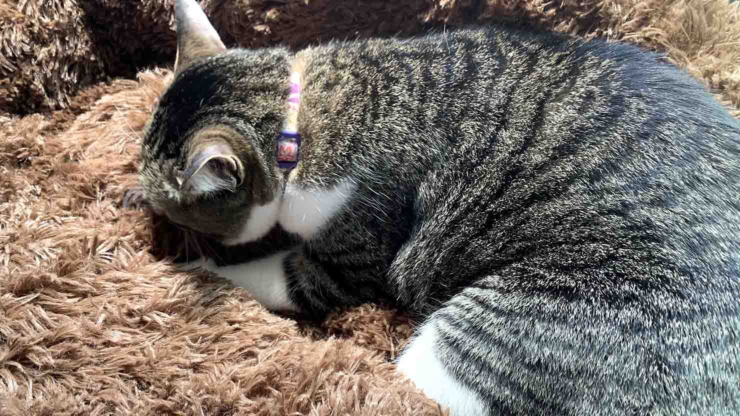 ホームズ 猫を迎える前にこれだけはそろえたい 幸せに暮らすための猫グッズ 暮らし方から物件探し ホームズ 猫を迎える前にこれだけはそろえたい 幸せに暮らすための猫グッズ 暮らし方から物件探し