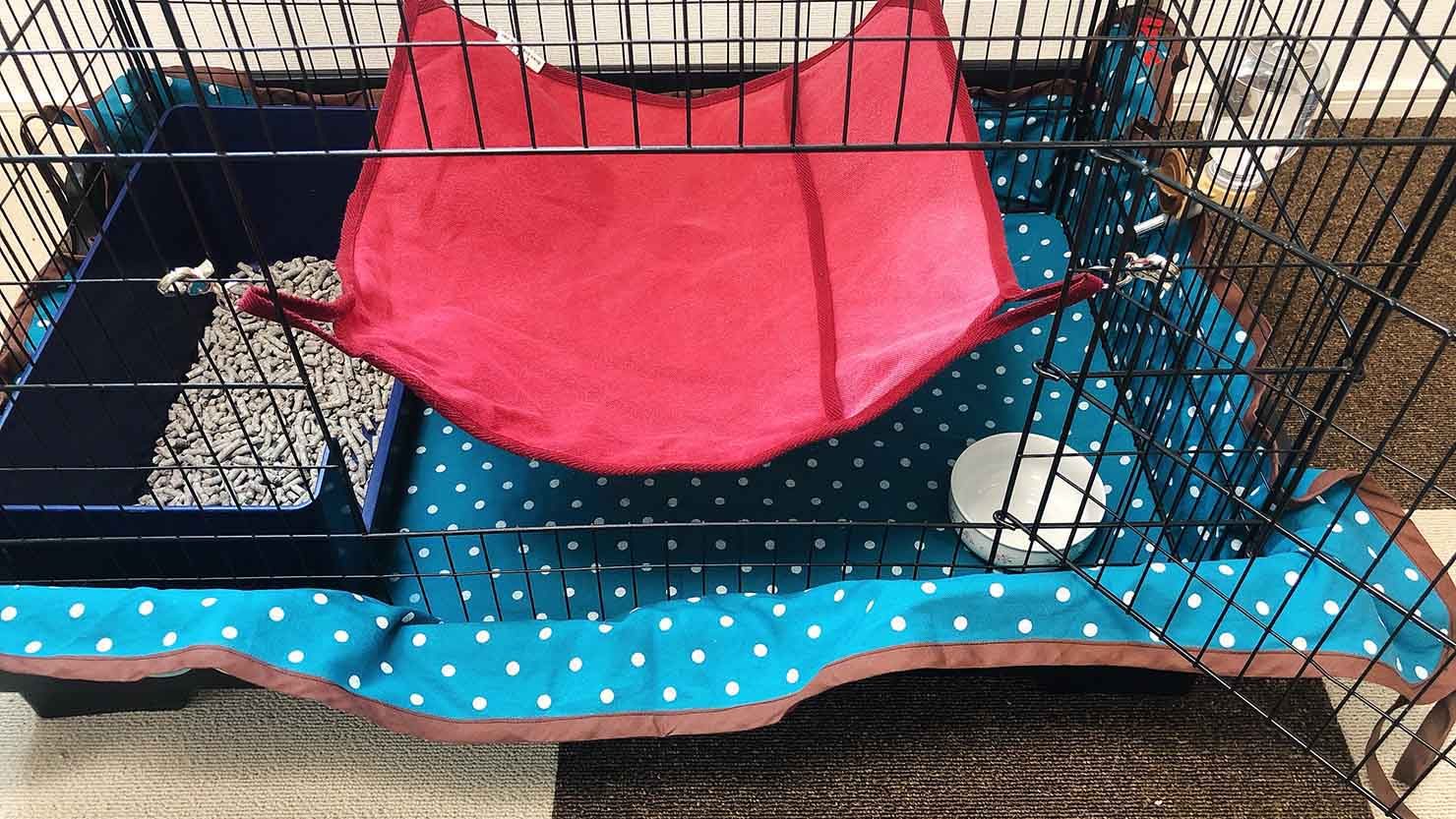 ホームズ 人懐っこいフェレットと暮らしてます 飼い方や寿命 費用を徹底解説 暮らし方から物件探し ホームズ 人懐っこいフェレットと暮らしてます 飼い方や寿命 費用を徹底解説 暮らし方から物件探し