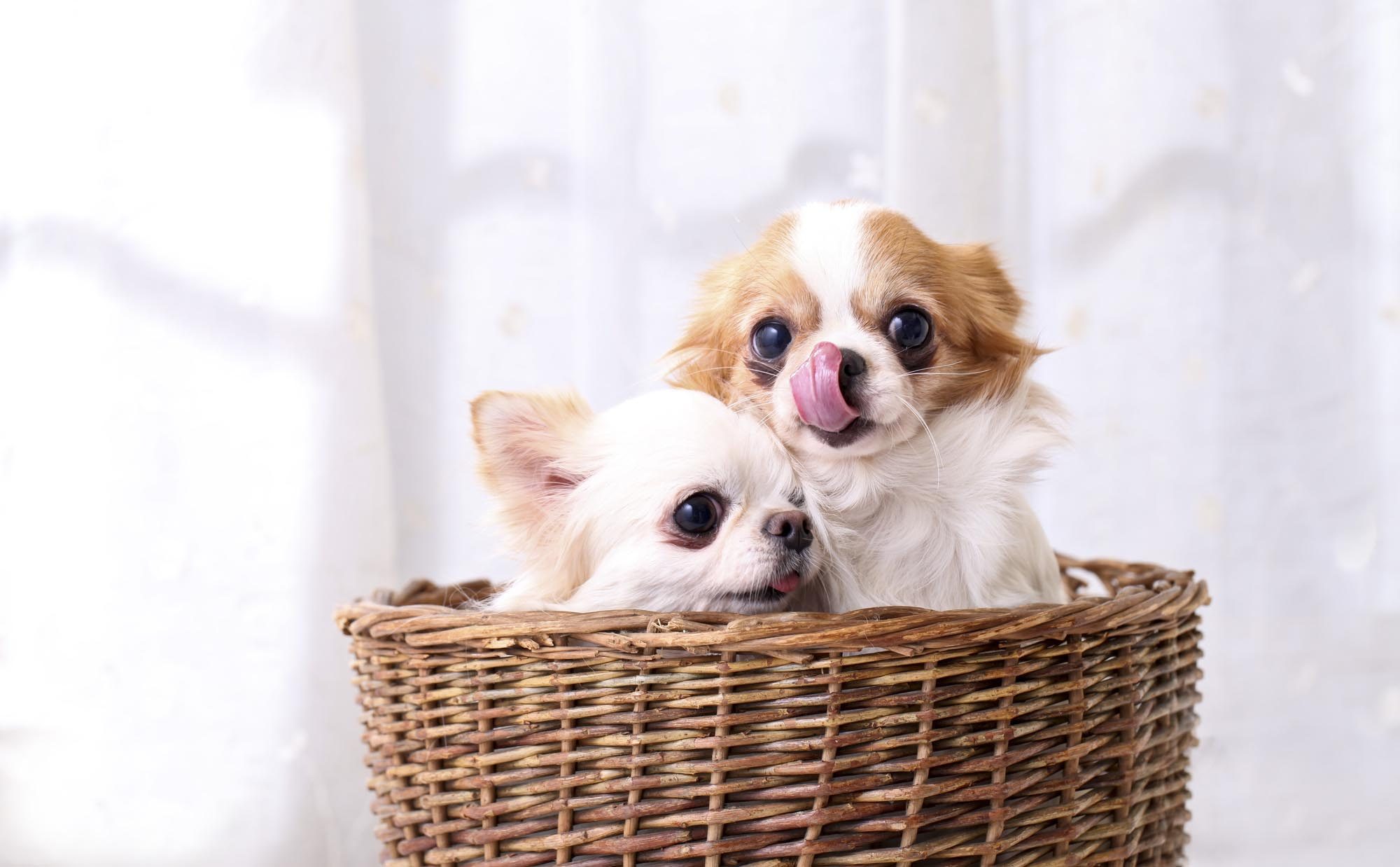 ホームズ チワワ2匹と幸せいっぱいに暮らしています 多頭飼いの魅力と心構え 暮らし方から物件探し