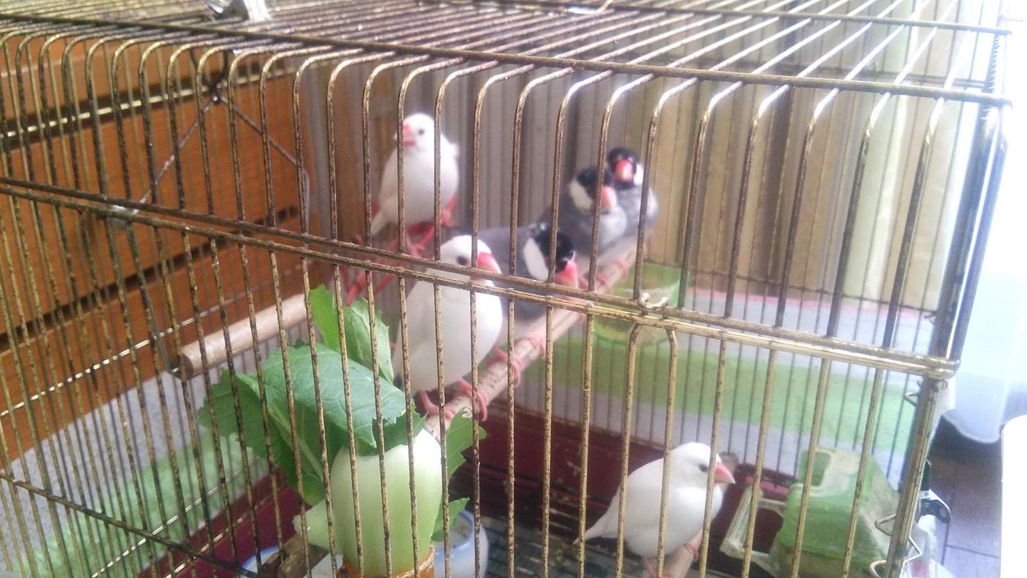 ホームズ かわいい文鳥と暮らして10年 魅力や育て方 飼育グッズをまとめます 暮らし方から物件探し