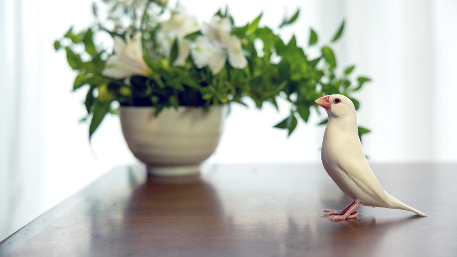 ホームズ かわいい文鳥と暮らして10年 魅力や育て方 飼育グッズをまとめます 暮らし方から物件探し