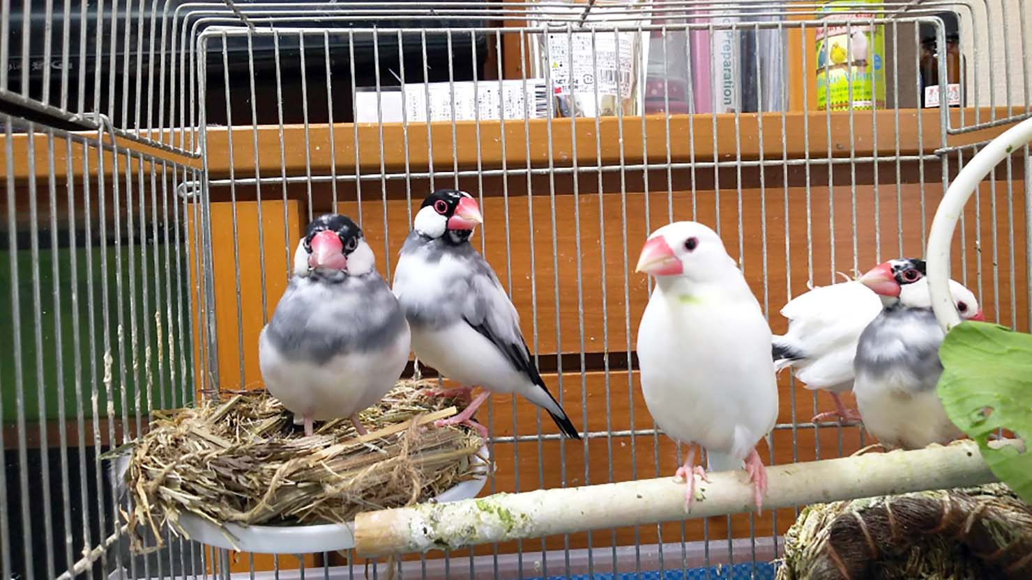 ホームズ 文鳥の飼い方や寿命は 飼育グッズは 10年以上一緒に暮らす私がまとめます 暮らし方から物件探し