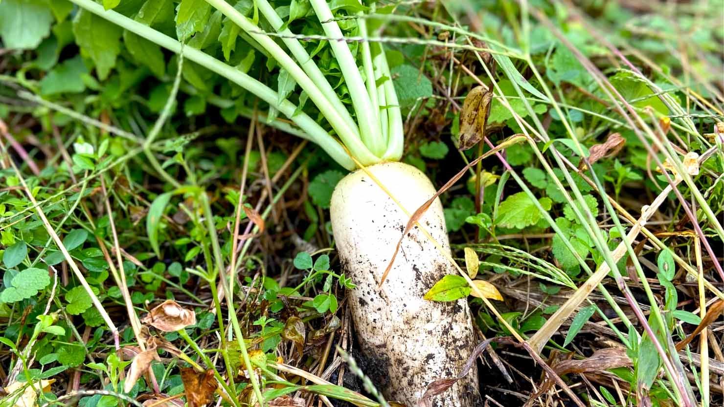 ホームズ 家庭菜園歴9年以上 失敗しやすい冬を乗り切る3つのコツとは 暮らし方から物件探し ホームズ 家庭菜園歴9年以上 失敗しやすい冬を乗り切る3つのコツとは 暮らし方から物件探し