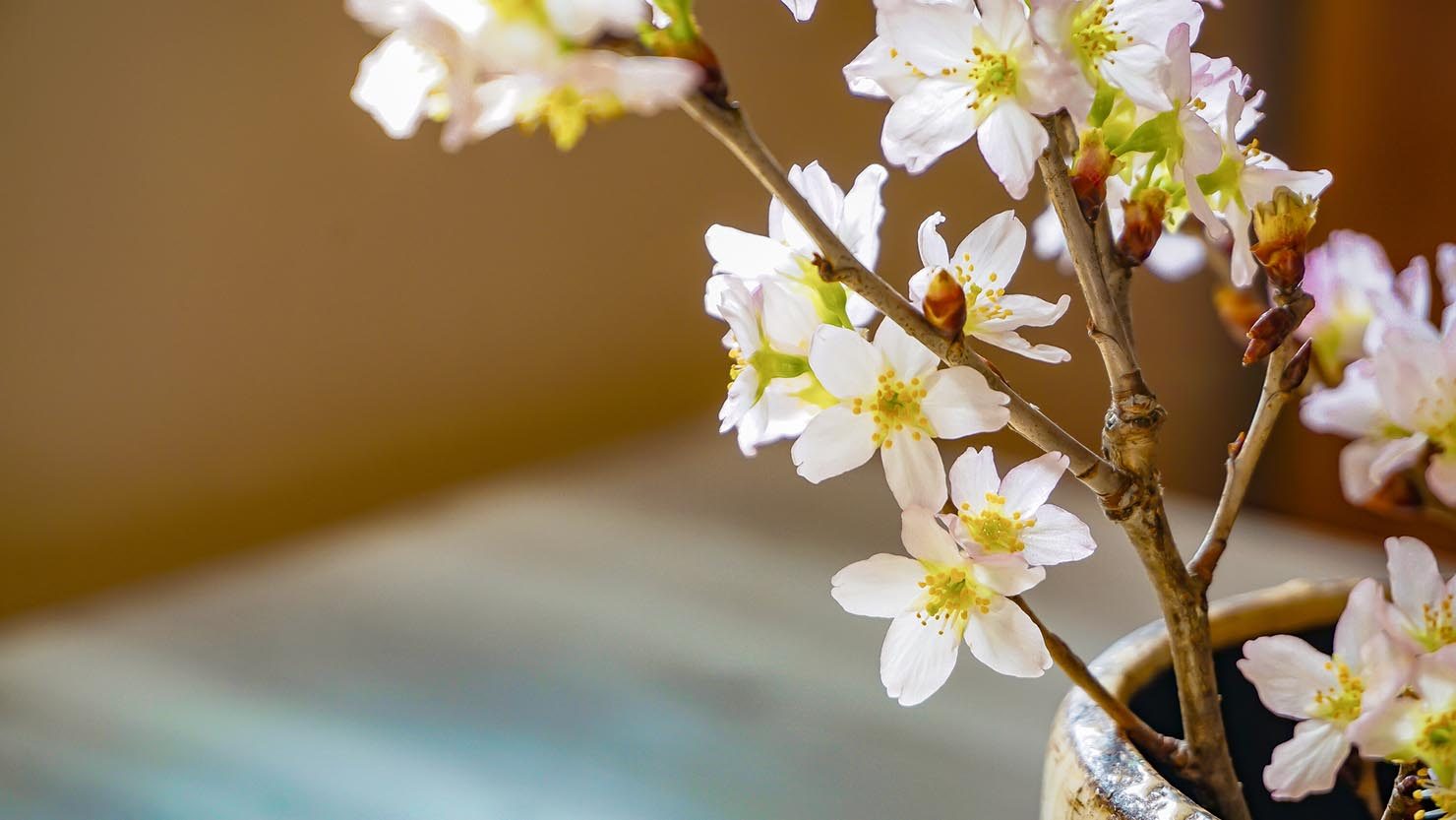 ホームズ 今年はおうち花見を満喫しよう 桜に合うおうちレシピ４選 暮らし方から物件探し