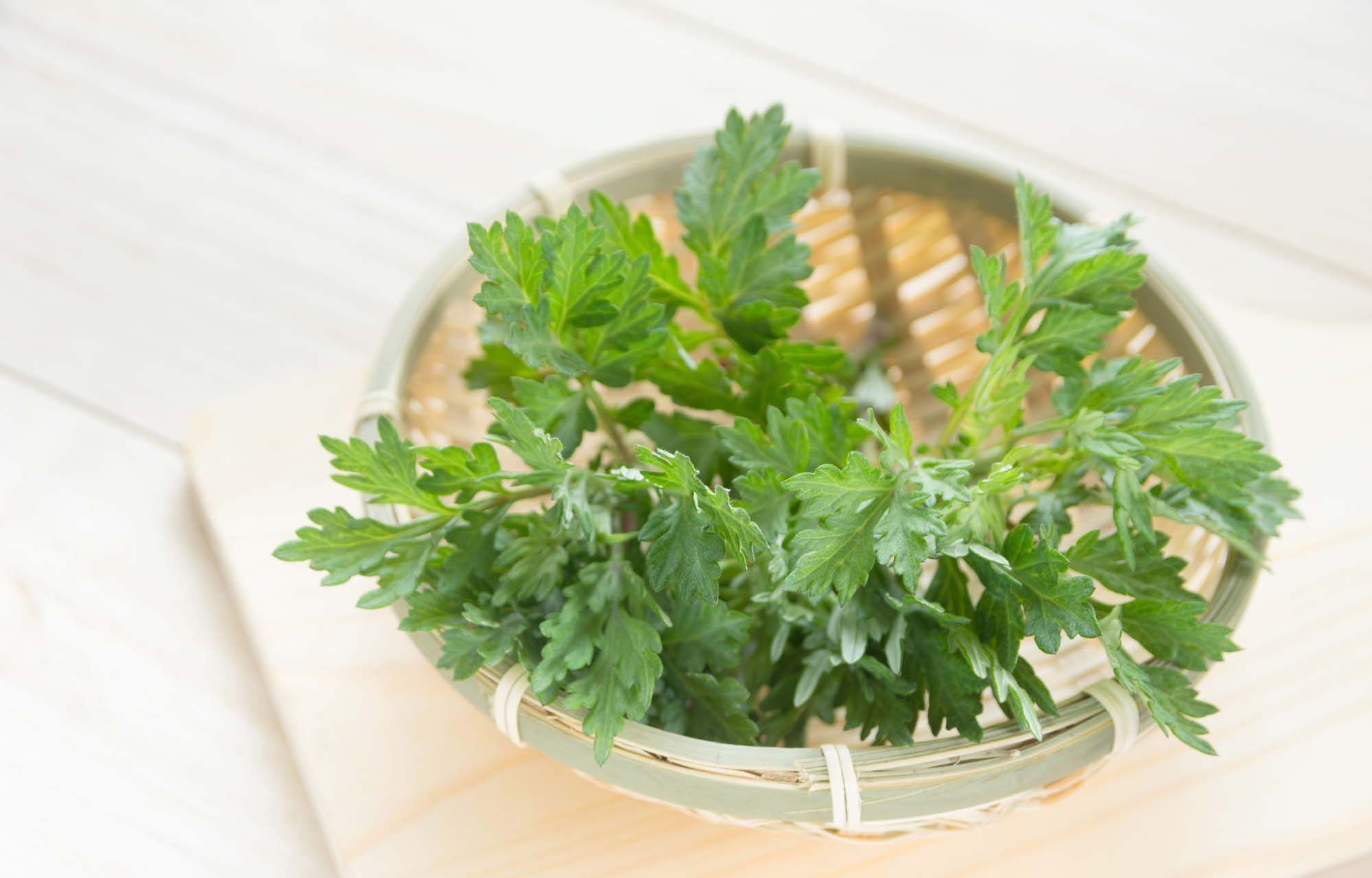 スペシャルオファ 国産 よもぎの生葉 1kg 業務用 農薬不使用 期間限定 手摘み 天然 フレッシュ 青果 草餅 草団子 よもぎパン 製菓 製パン 