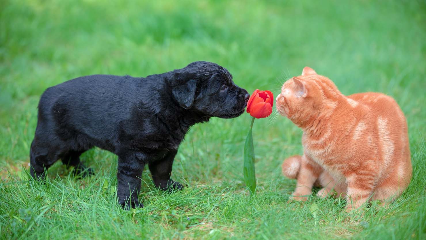 ホームズ 猫2匹と犬1匹 一緒に幸せに暮らすには わが家の工夫と注意点 暮らし方から物件探し ホームズ 猫2匹と犬1匹 一緒に幸せに暮らすには わが家の工夫と注意点 暮らし方から物件探し