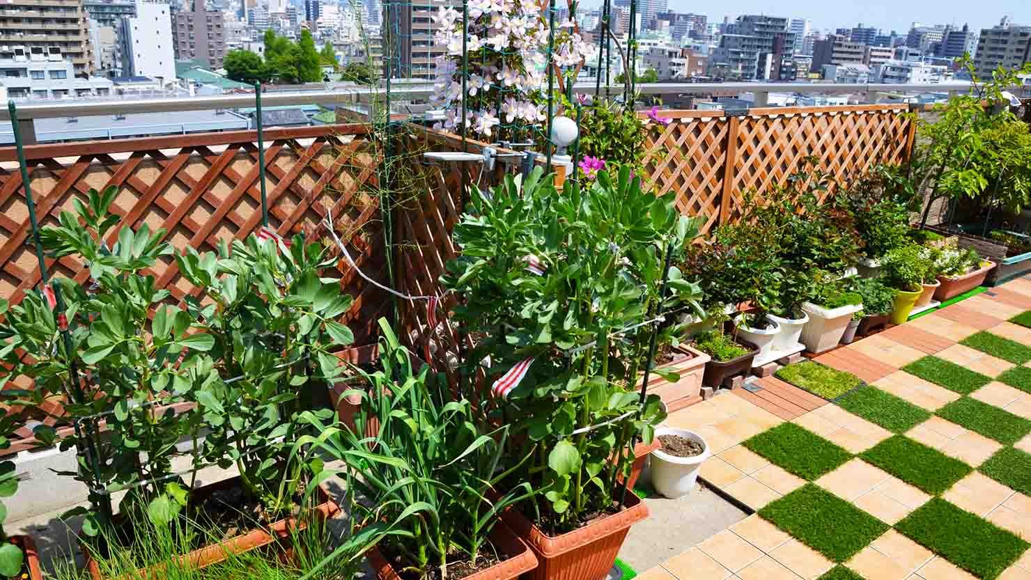 家庭菜園にぴったりの季節 初心者におすすめの野菜とその魅力 暮らし方から物件探し 家庭菜園にぴったりの季節 初心者におすすめの野菜とその魅力 暮らし方から物件探し